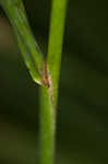 Porter's reedgrass